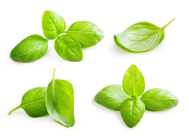 Basil leaves