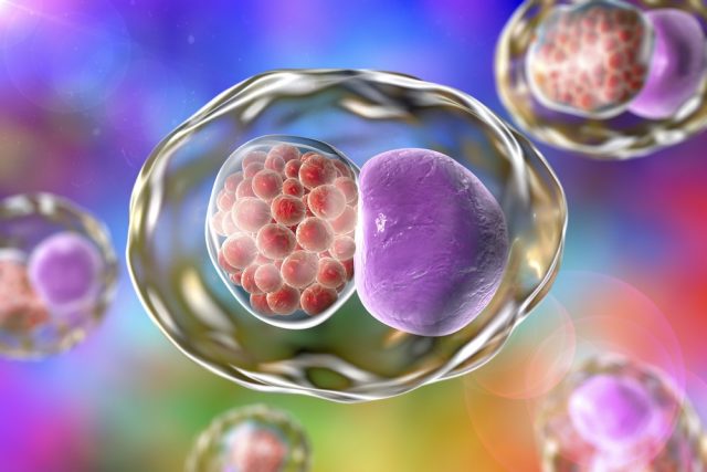 Chlamydia inclusion in human cells. 3D illustration showing group of chlamydial elementary bodies (red) near the nucleus (violet) of the cell