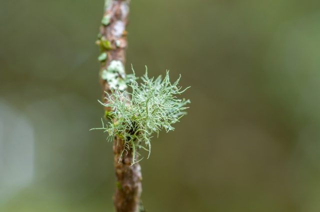 Fruticose Lichens. Usnea baileyi (Stirt.) Zahlbr, the lichen.