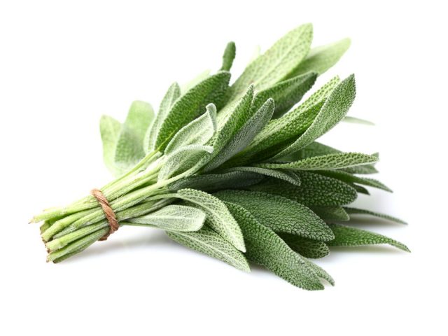 Sage plant