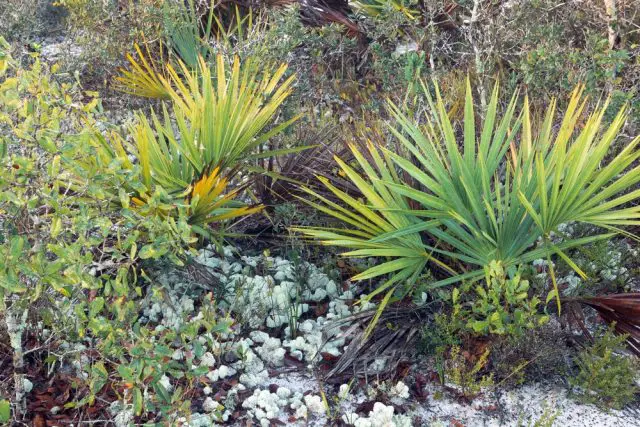 Saw Palmetto, Cladonia alpestris and Sand Live Oak (Quercus geminata)