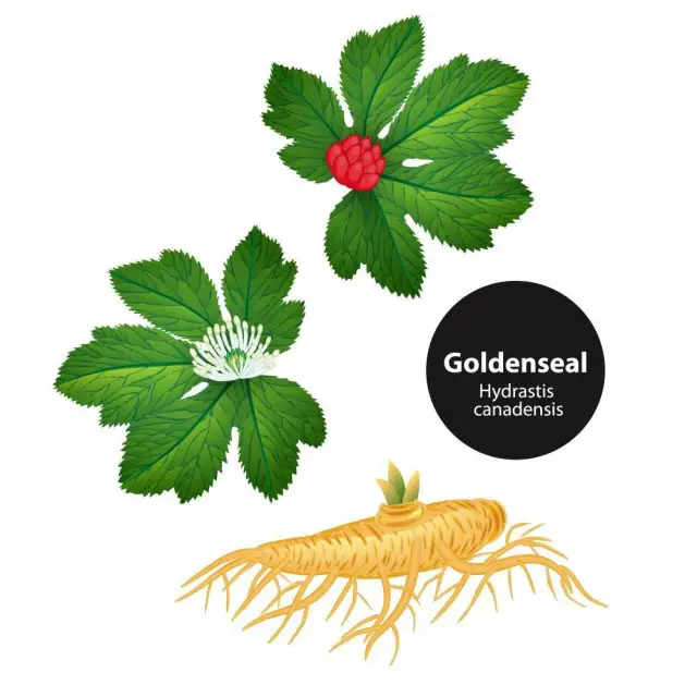 Goldenseal (Hydrastis canadensis) with leaf and flower