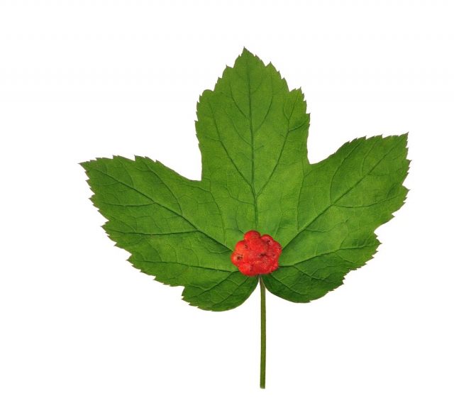 Goldenseal leaves (Hydrastis Canadensis)