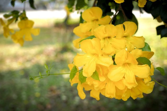 Cat's Claw Vine (Macfadyena unguis-cati (L.) A.H. Gentry)