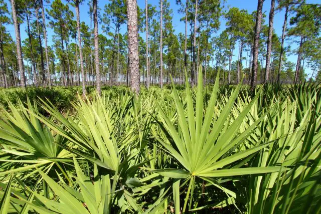 Saw Palmetto grows thick in the pine flatwoods of central Florida on a sunny day