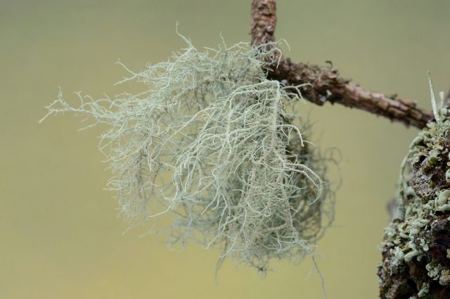 usnea cornuta lichen on an Oak tree branch.