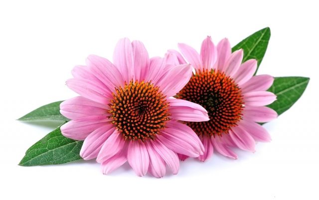 Echinacea flowers