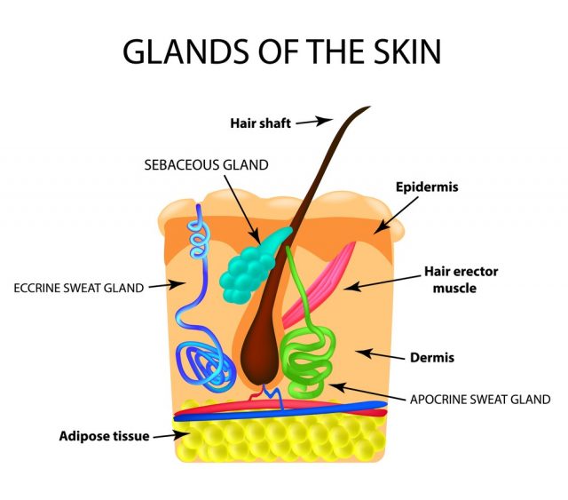 The structure of the hair. Sebaceous gland. Sweat gland. Infographics