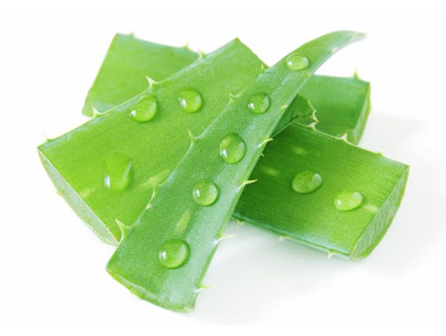 Fresh aloe vera leaves with water drops