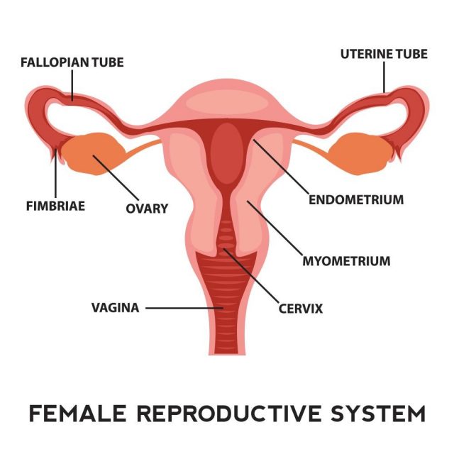 Female reproductive system