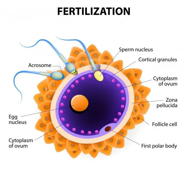 Fertilization