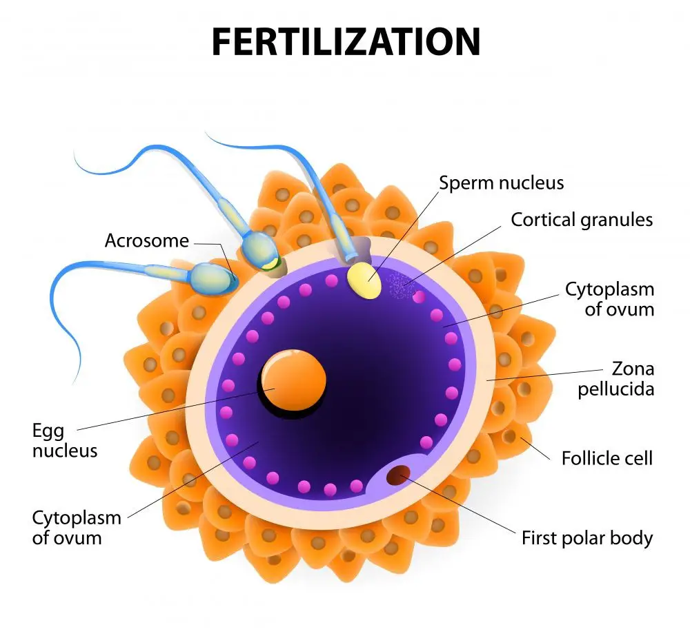 [diagram] Simple Fertilization Diagram Mydiagram Online