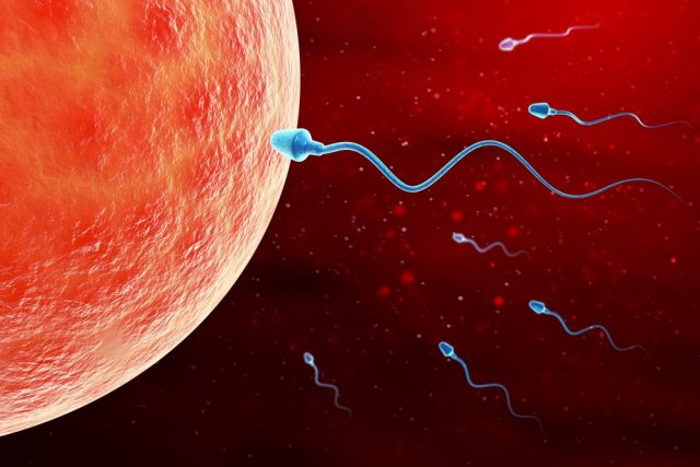 Sperm and egg cell microscopic view. 3d illustration.