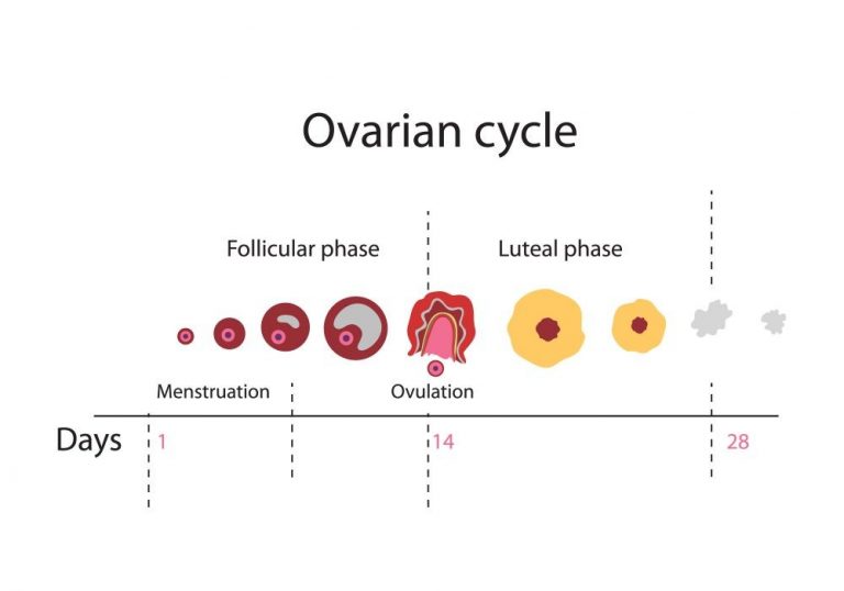 What Does Fertile Mean? Time To View Deep Insights