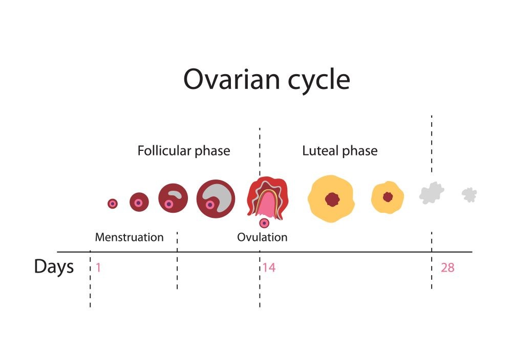 What Does Fertile Mean Time To View Deep Insights 