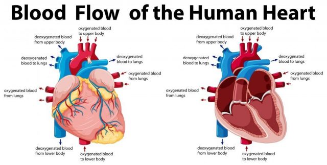 Blood flow of the human heart illustration
