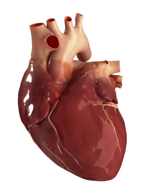 Human heart anatomy