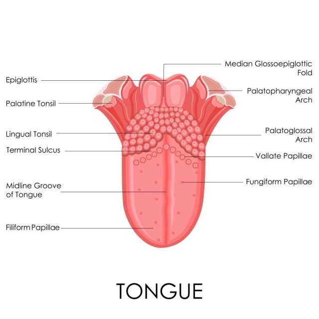 illustration of human tongue anatomy