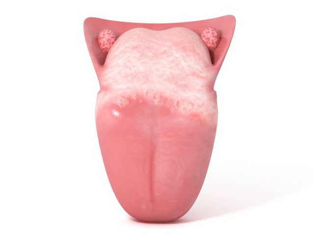 3d human tongue