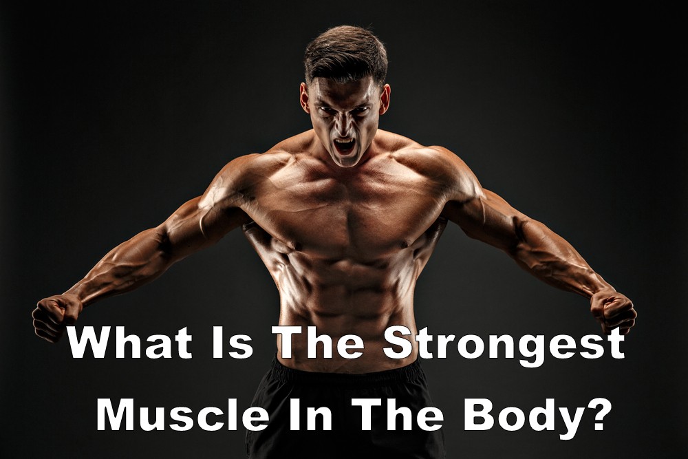 What Is The Strongest Muscle In The Body?