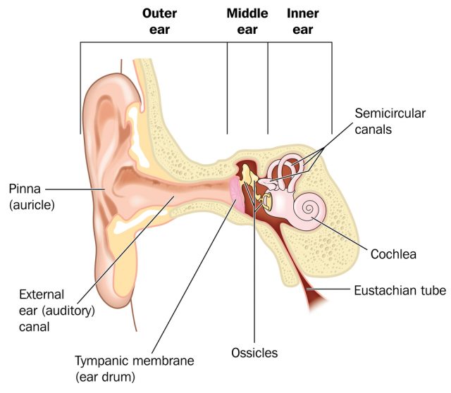 Why Are My Ears Ringing