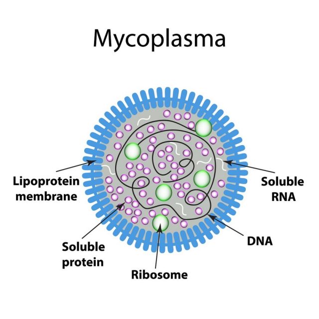 mycoplasma