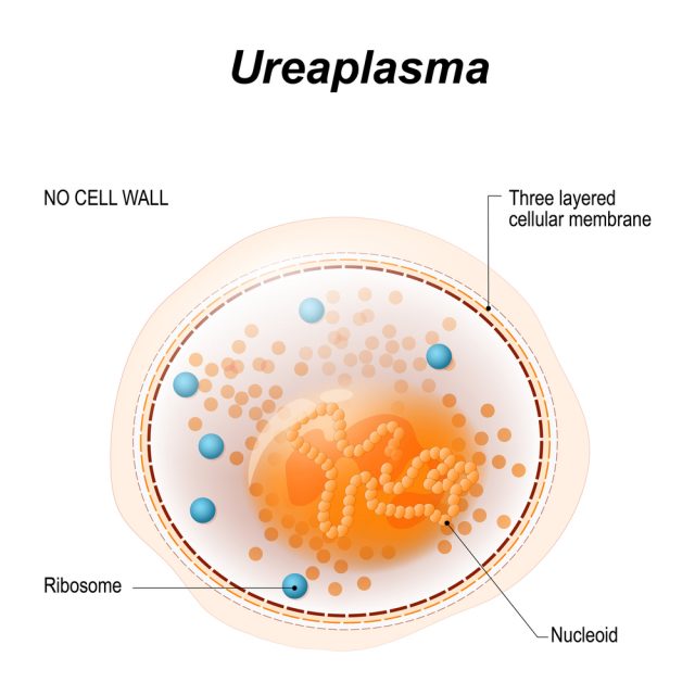 ureaplasma