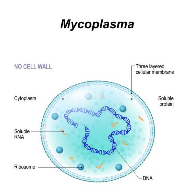 Mycoplasma