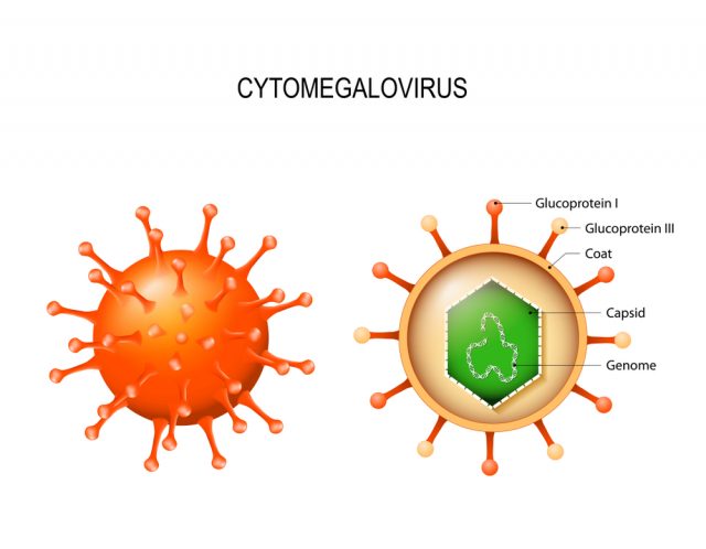 Cytomegalovirus