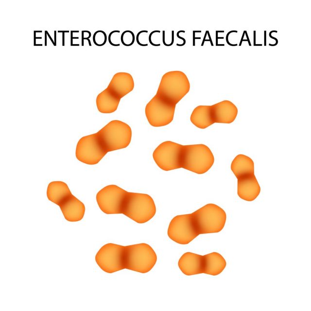 Enterococcus Faecalis Infection