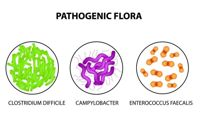 Enterococcus Faecalis Infection