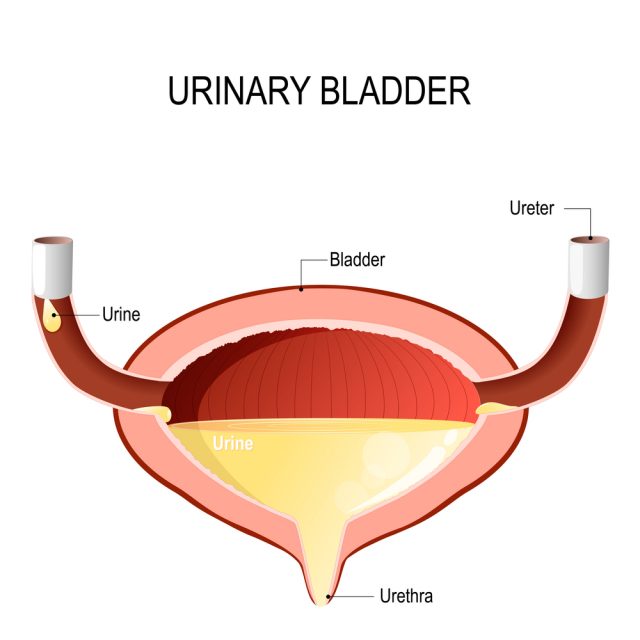 What STDs Cause Frequent Urination