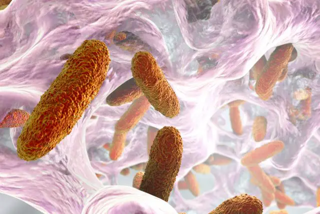 Klebsiella Bacteria