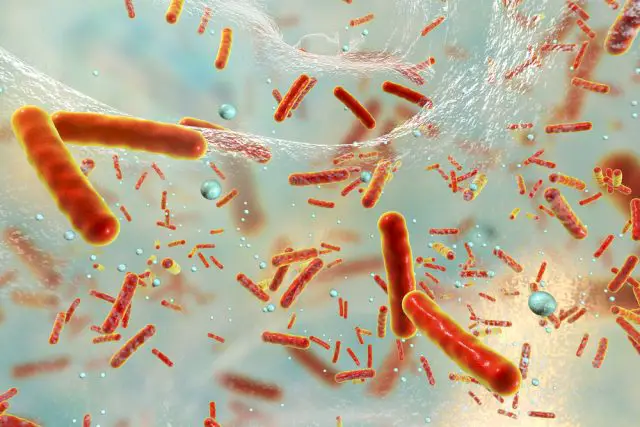 Klebsiella Bacteria