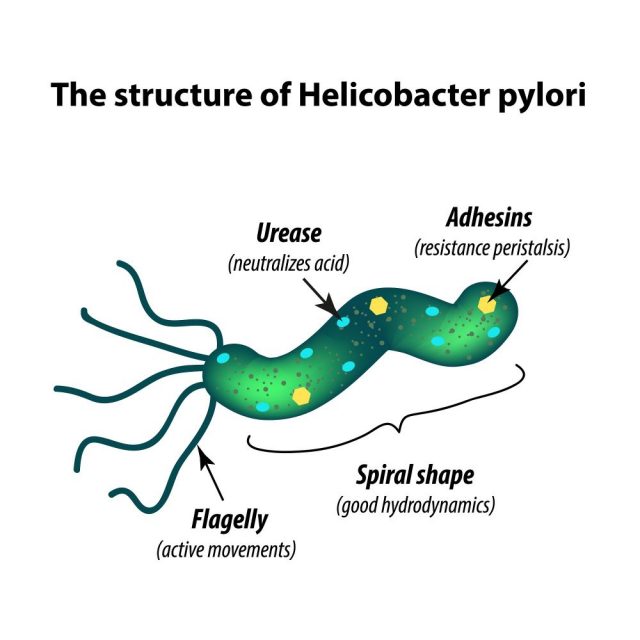 Helicobacter Pylori