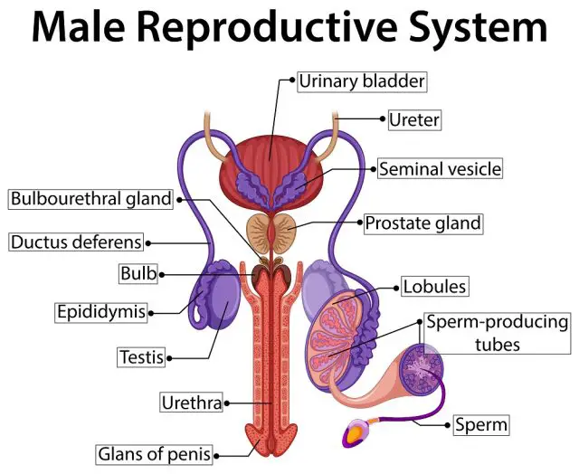 Hormones in Male Reproductive System