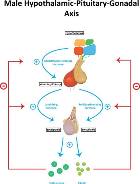 Hormones in Male Reproductive System