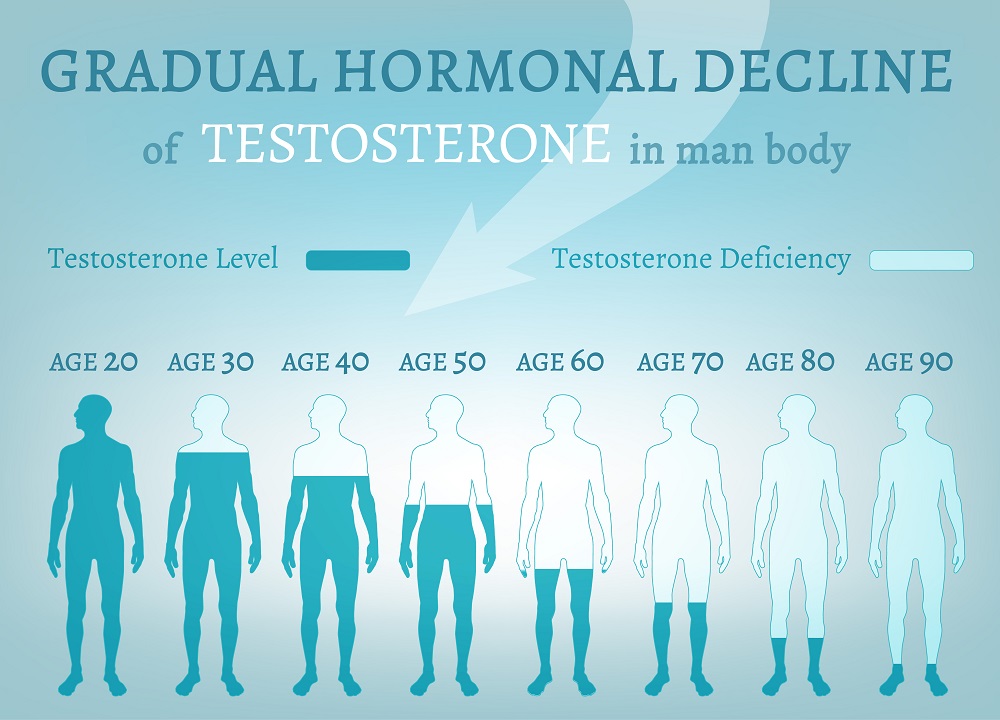 Hormones in Male Reproductive System | STD.GOV Blog