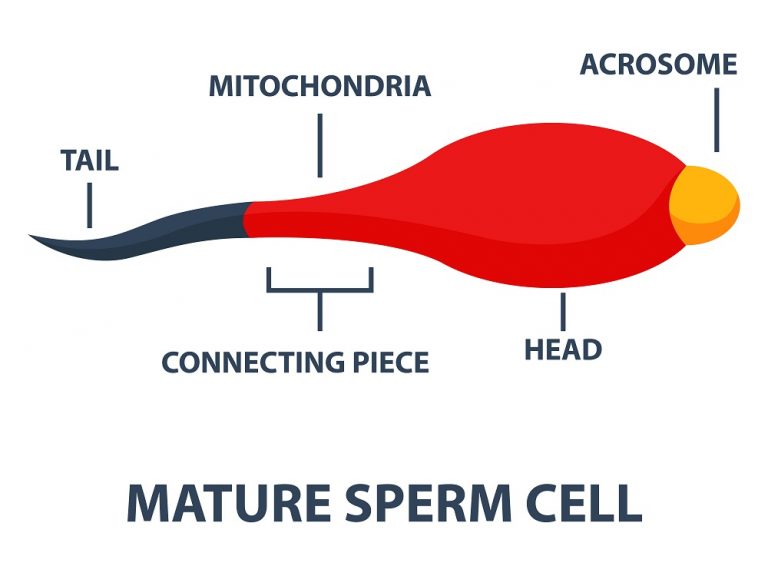 Hormones in Male Reproductive System STD.GOV Blog
