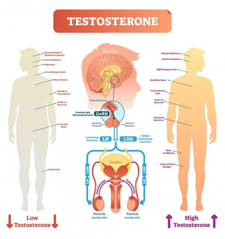 Hormones In Male Reproductive System Stdgov Blog 