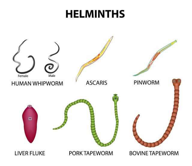 List Of Parasites Of Humans Stdgov Blog 