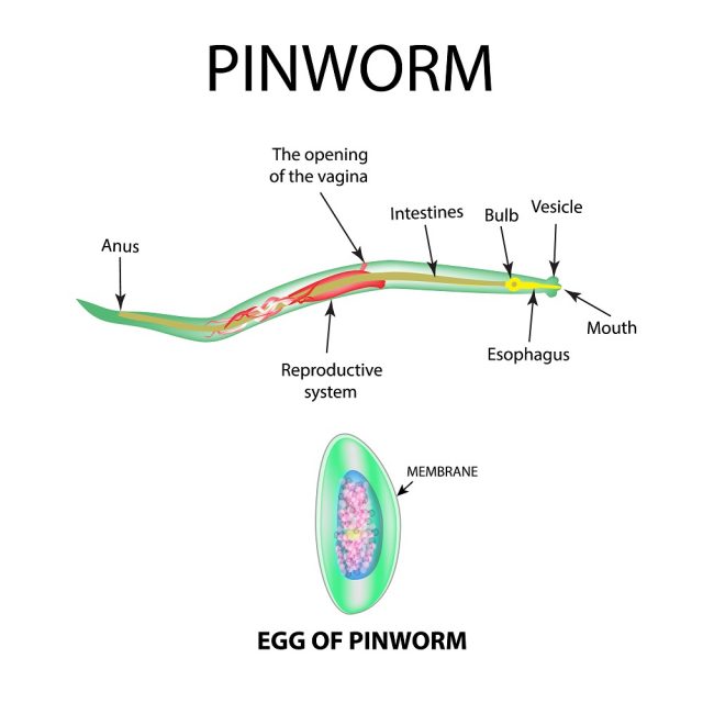 List of Parasites of Humans