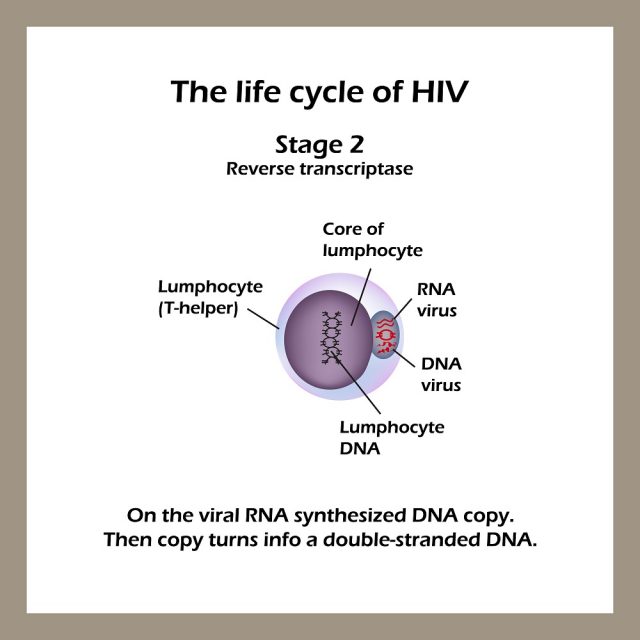 Stages of HIV & AIDS