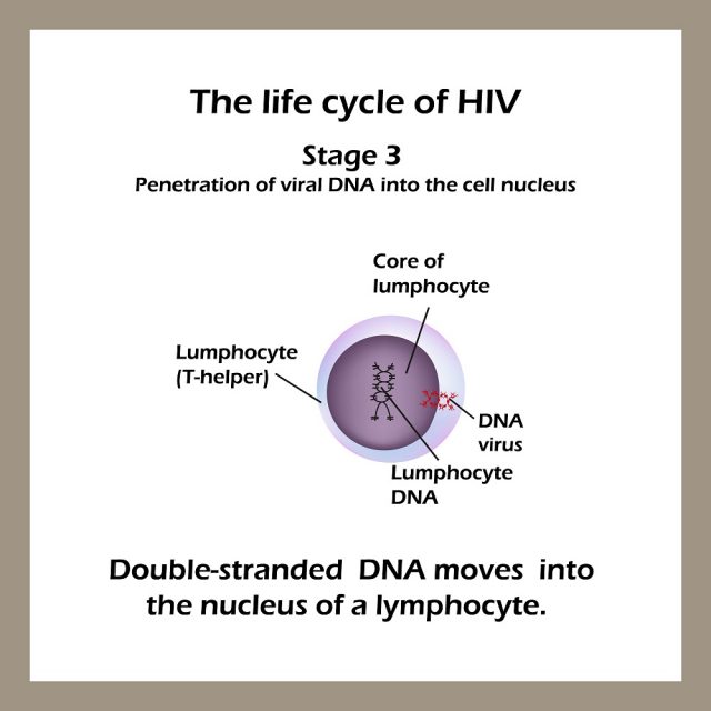 Stages of HIV & AIDS