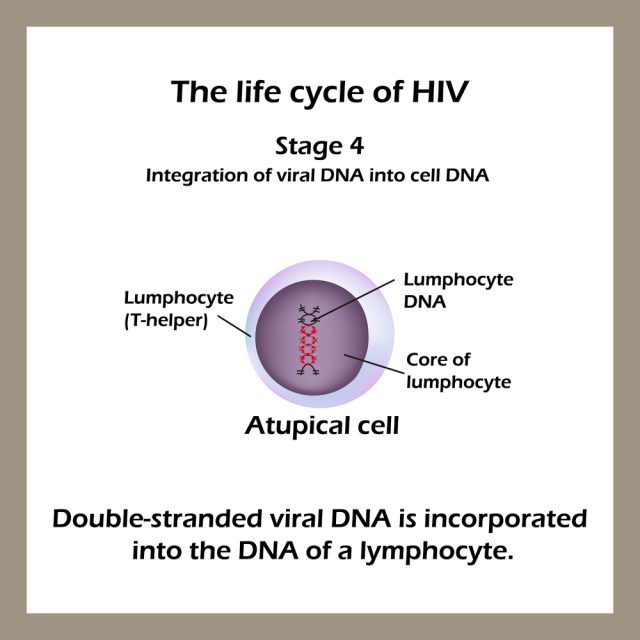 Stages of HIV & AIDS