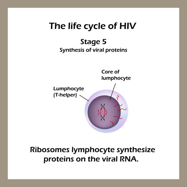 Stages of HIV & AIDS