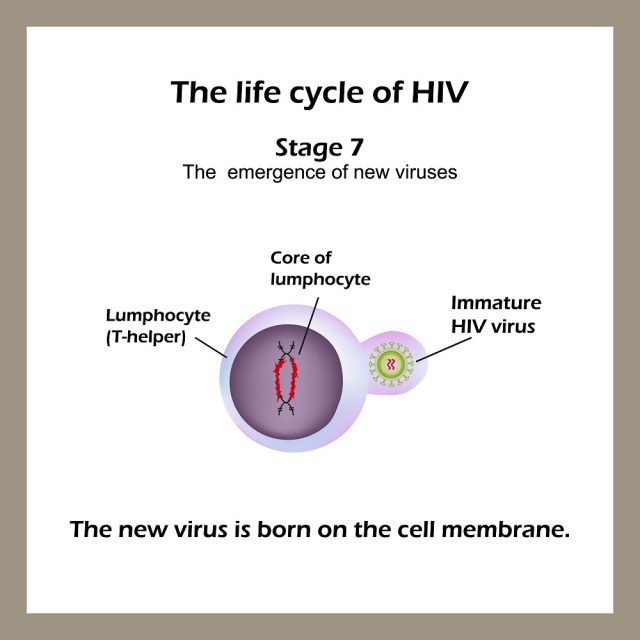 Stages of HIV & AIDS