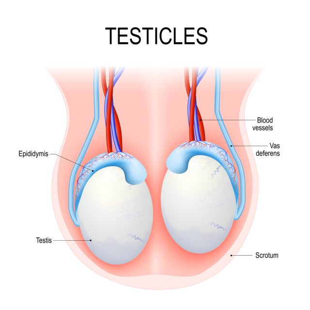 Swollen Testicles