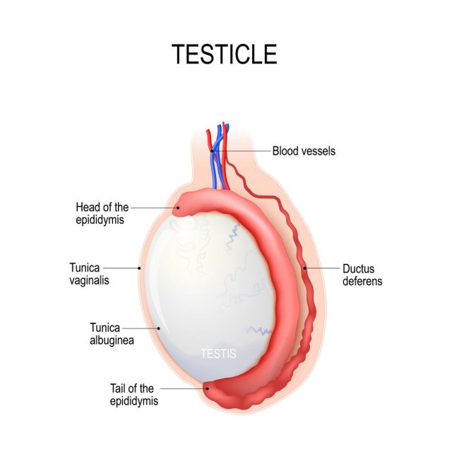Testicle and Penis Pain