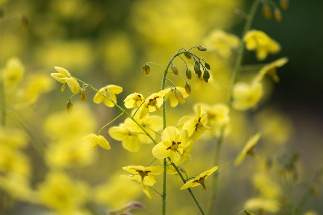 Epimedium sulphureum